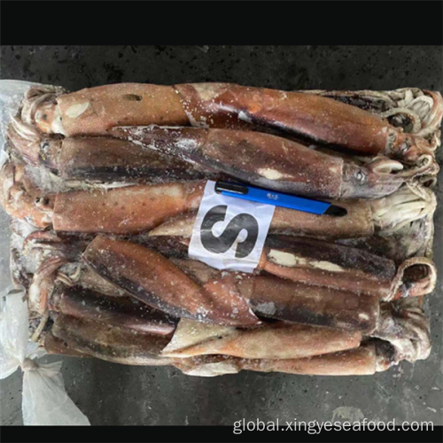 Oval Squid Whole Round Frozen Illex Argentinus Squid Manufactory